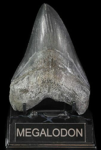 Large, Fossil Megalodon Tooth #69247